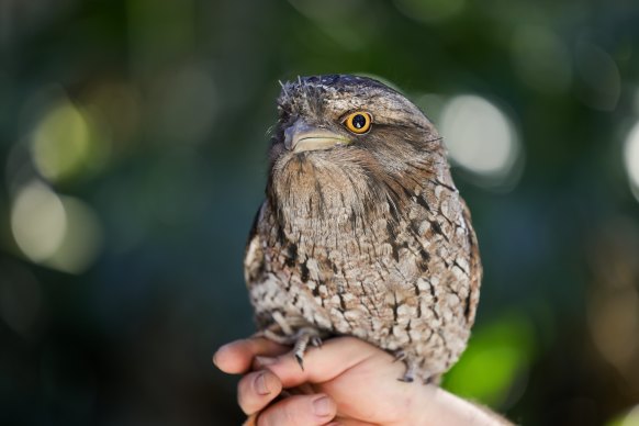 Tawny frogmouth is among Billabong Zoo’s more than 80 species of native and exotic mammals, reptiles and birds. 