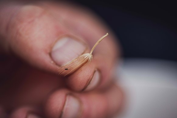 A mornong seed that will be reproduced. 
