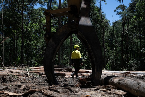 A native forest logging site in Wild Cattle Creek State Forest that will become part of the Great Koala National Park.