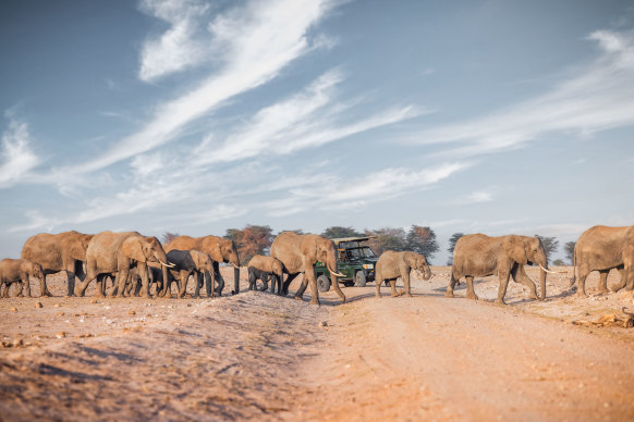 Elephants on parade near Elewana Tortilis Camp.
