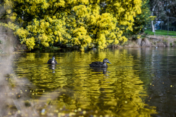 The Diamond Creek Trail winds through the suburb past the duck pond.