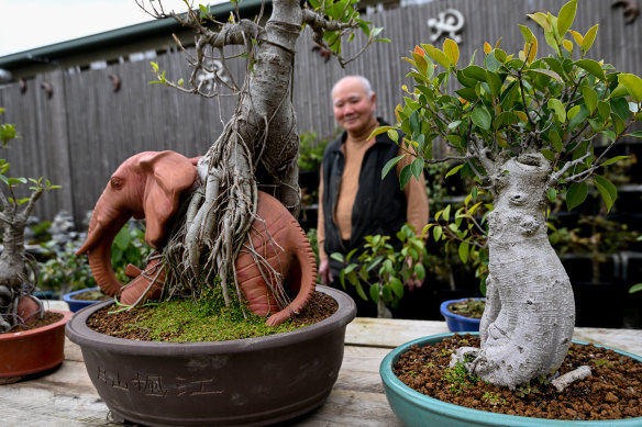 A customer looks at bonsai plants at the Glen Waverley nursery ‘Bonsaiarium’ which has been robbed twice in the past three months.