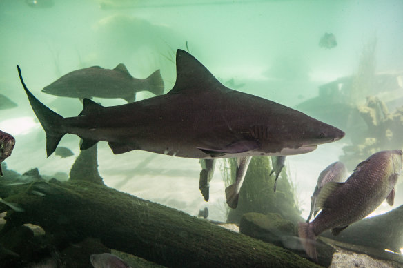 Bull sharks, such as these at Sydney Zoo in Eastern Creek, thrive in the city’s harbour and were responsible for biting  Sydney woman Lauren O’Niell this week.