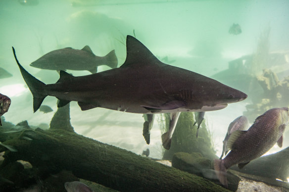 The deadly sharks that could become more common in Sydney waters