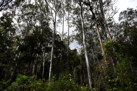 Koala habitat in a state forest on the NSW north coast.