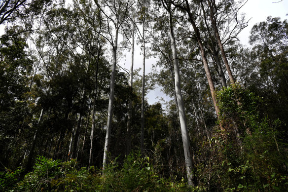 Koala habitat in a state forest on the NSW north coast.