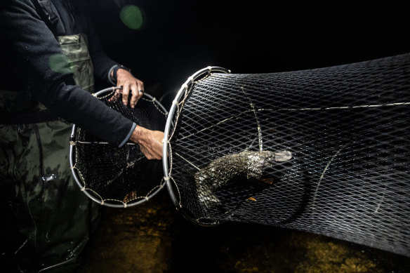 Researchers doing a capture-and-release health check of one of the translocated platypus in May 2024.