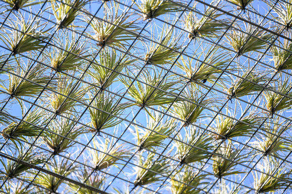 As these air plants grow and multiply the shade will become denser.