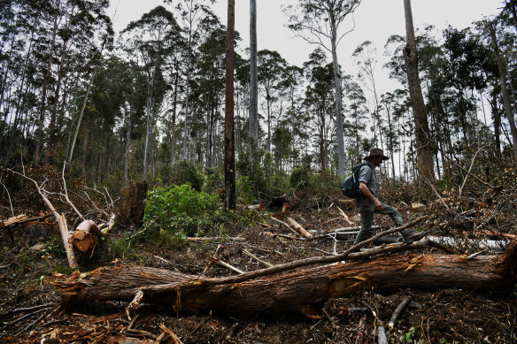 Mark Graham of the Bellingen Nature Company at the Ellis State Forest, south-west of Grafton, where critical, old growth koala habitat is being logged. 
