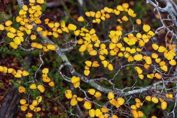 Nothofagus gunnii leaves in autumn. 