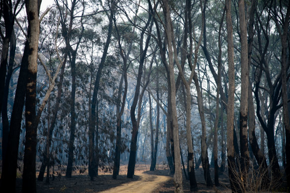 Trees damaged by fire in Wingello, in the Southern Highlands. 