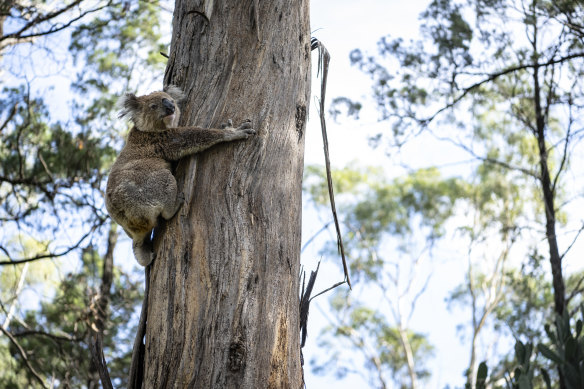 A koala grips on to a tree in Gunnedah.