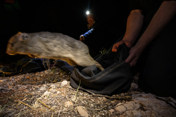 The AWC ecology team catch and record the recently released burrowing bettongs to note their health and numbers. 
