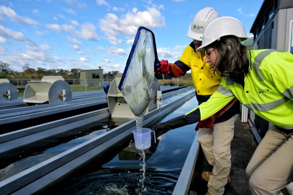 Sydney Water scientist Emma James sampling water from the algae pools.