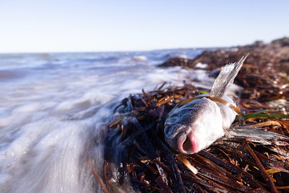 An algae bloom has been killing fish along South Australia’s coastlines.