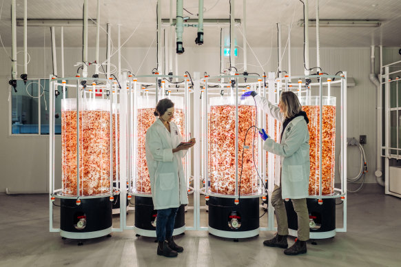 Sea Forest technicians examine tanks of Asparagopsis pom-poms.