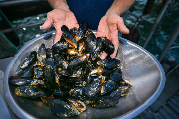 Victoria’s mussel industry is tiny by international standards, but local farmers say there is much room to grow. 