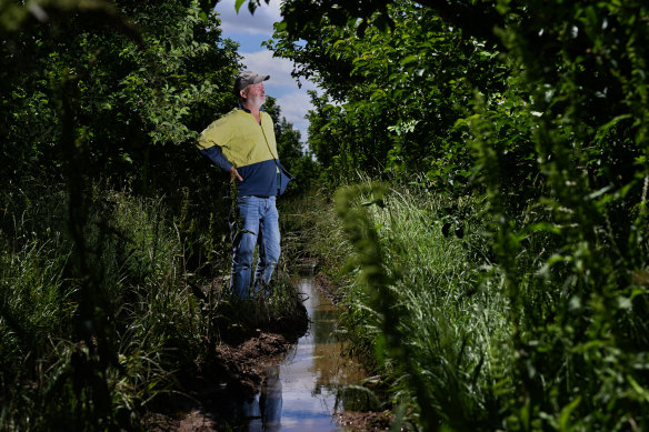 Fruit grower John Pottenger standing in his flooded orchard. 