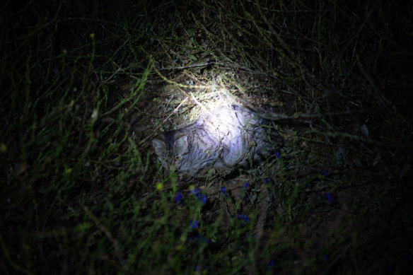 The higher water levels offer greater protection to waterbird colonies from feral cats and pigs in the marshes.