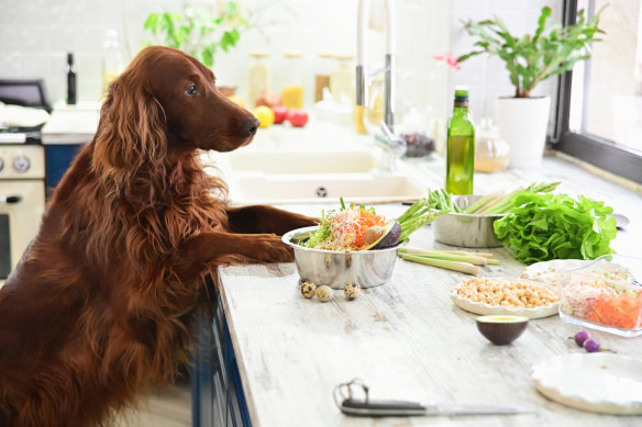A vegan diet can be good for your dog, and the planet.