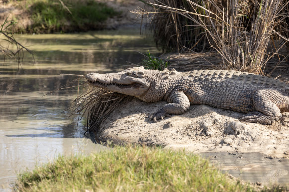 Most fatal attacks on humans in Queensland have occurred between Townsville and the Daintree River, and most victims have been adult males.