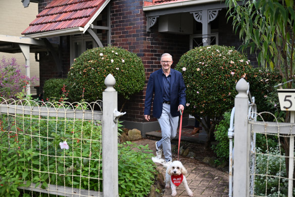 Prime Minister Anthony Albanese with Toto.