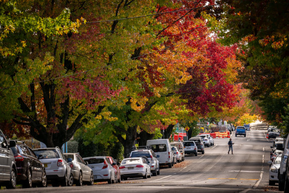 Deciduous trees throughout NSW and Victoria are turning autumn colours.