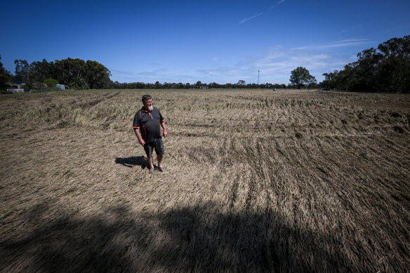 The devastated wheat crop behind the Kilpatricks’ home.