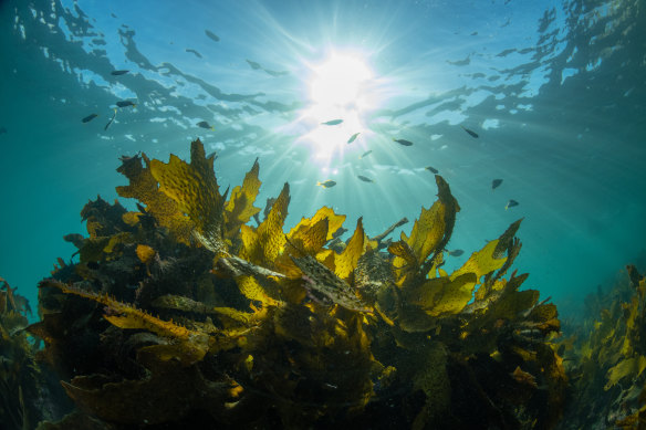 Golden kelp makes up the backbone of the reef, providing habitat and carbon sequestering services along 8000 kilometres of coastline. It’s vulnerable to spikes in heat.