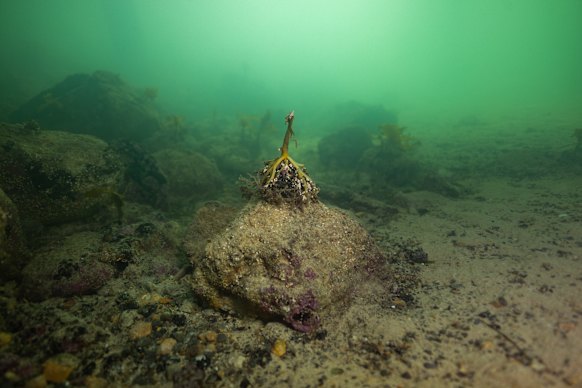 Marine scientist Stefan Andrews captured the devastation below the surface at Edithburgh, on the south-east corner of the Yorke Peninsula, on June 10.