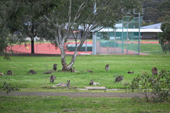 There are fears for the kangaroos’ wellbeing.