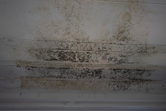 A roof in Randwick, Sydney, infested with mould and black mushrooms after tenant Holly reported a drip five weeks ago.