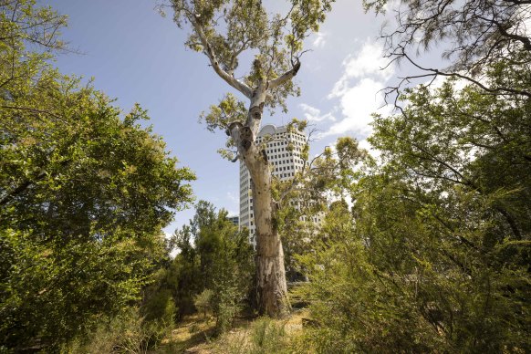 The Ngargee tree near St Kilda’s Junction Oval.