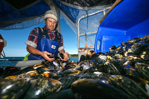 Michael “Harry Mussel” Harris on his boat in Flinders with his haul. 