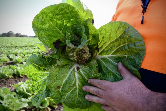 At least the price of iceberg lettuce has come back to earth.