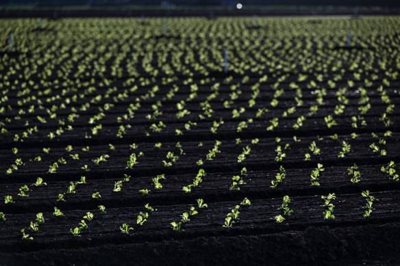 Newly planted lettuce in Werribee South. 