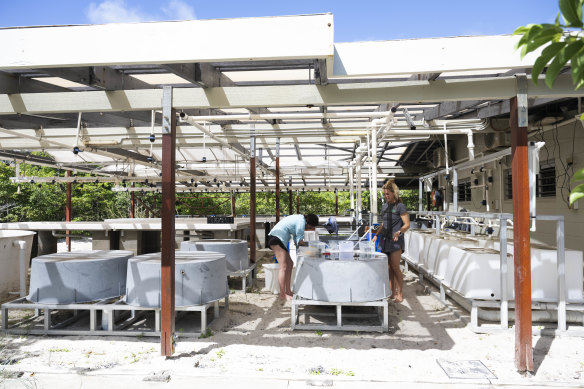 Scientists Jaimee Moynihan and Marine Gouezo with the collected tiles they placed on the Great Barrier Reef three months ago, so they can study coral regeneration.