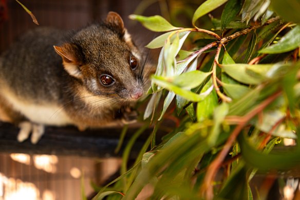 A ringtail possum currently under WIRES care in North Strathfield. 
