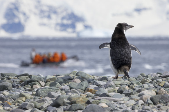 The Invasive Species Council has warned of threats to Adélie penguins.