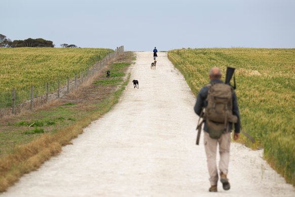 Teams of dogs track cats, which are then shot.