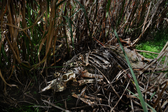 A skeleton of a dairy cow in the cane after being washed down from dairy  country above the fields.