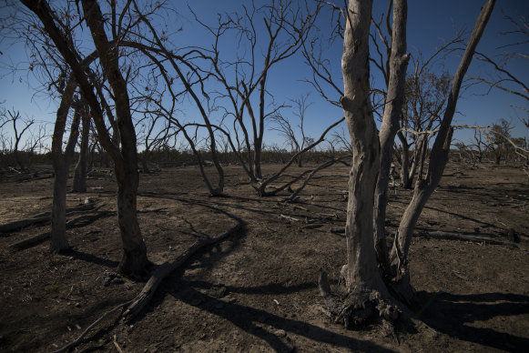 A dead stand of river red gums on a property owned by Garry and Leanne Hall on the Macquarie River, north of Warren.