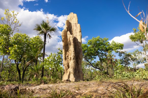 Termite mounds are commonly found in Litchfield National Park.