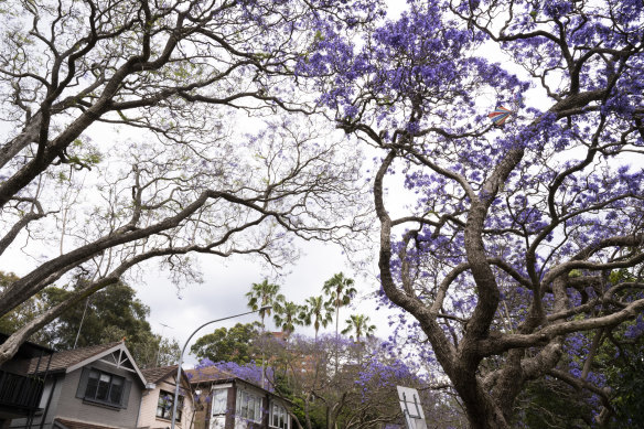 Jacarandas are blooming later this year.