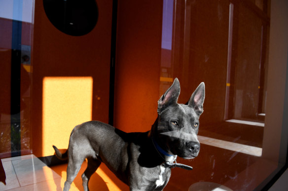 “Healthy and happy animals are more likely to move through BARC quickly, and find homes,” says architect Sam Crawford.