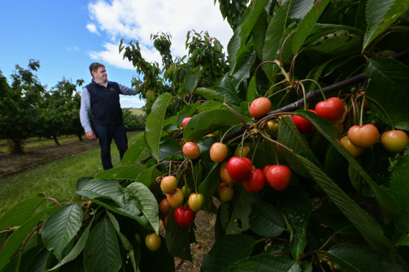 Koala Cherries managing director Michael Rouget inspecting the early cherry crop in Yarck. 