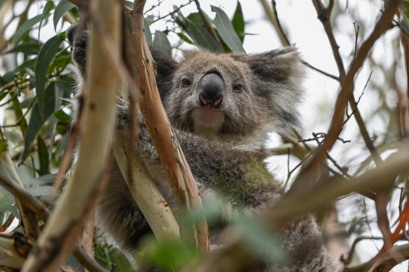 One of the remaining koalas at Kennett River.