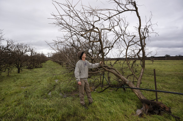 Brett Guthrey at Kathleen Haven persimmon farm among the damaged trees from recent floods.
