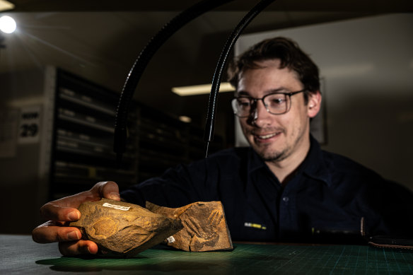 Dr Patrick Smith of the Australian Museum with a fossil – roughly 400 million years old – of an ancient sea scorpion found in NSW.