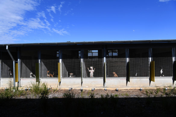With 135 dog kennels and 235 cat condos, the shelter is the largest facility of its kind in the Southern Hemisphere.